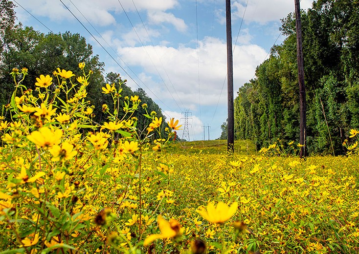 field of flowers and transformer in distance