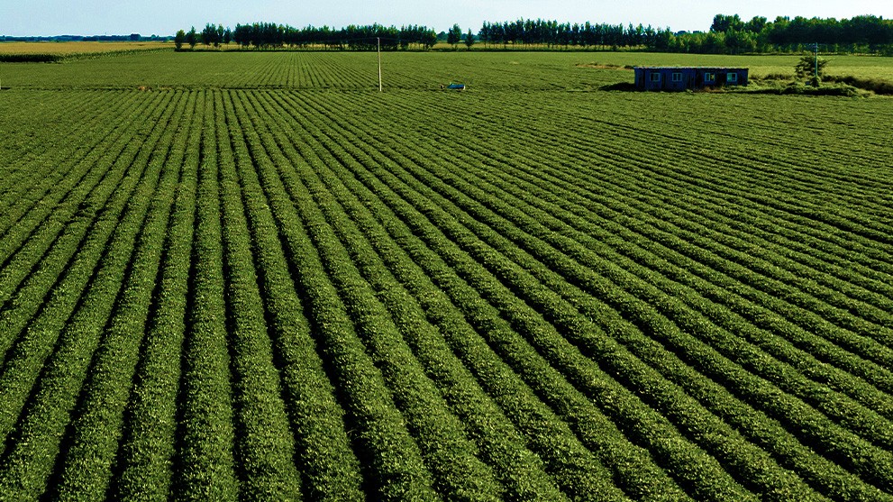 field